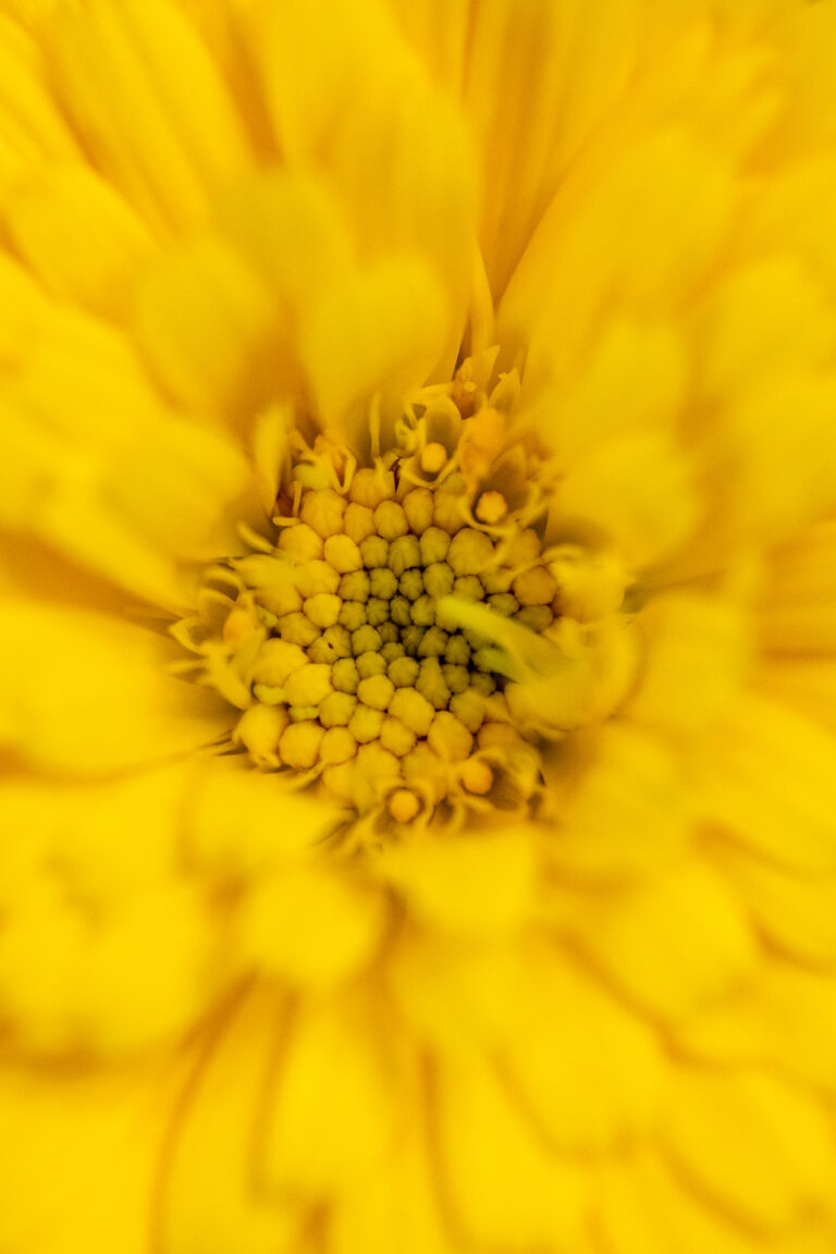 Yellow Flower Texture