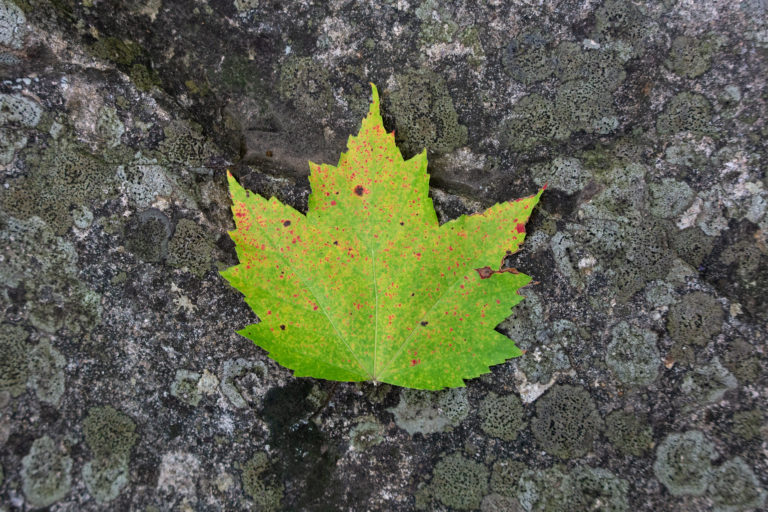 Changing Maple Leaf