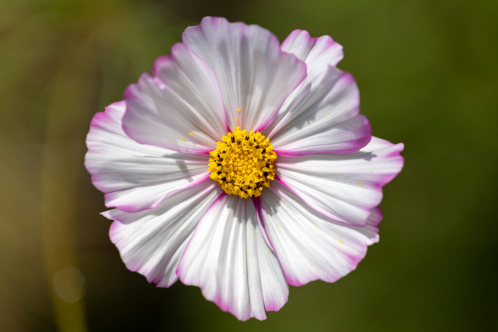 Beautiful Flower in Sunlight