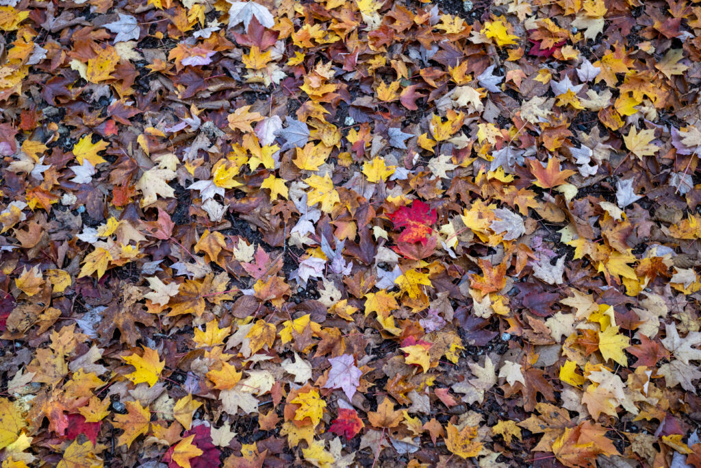 Autumn Leaves on the Ground