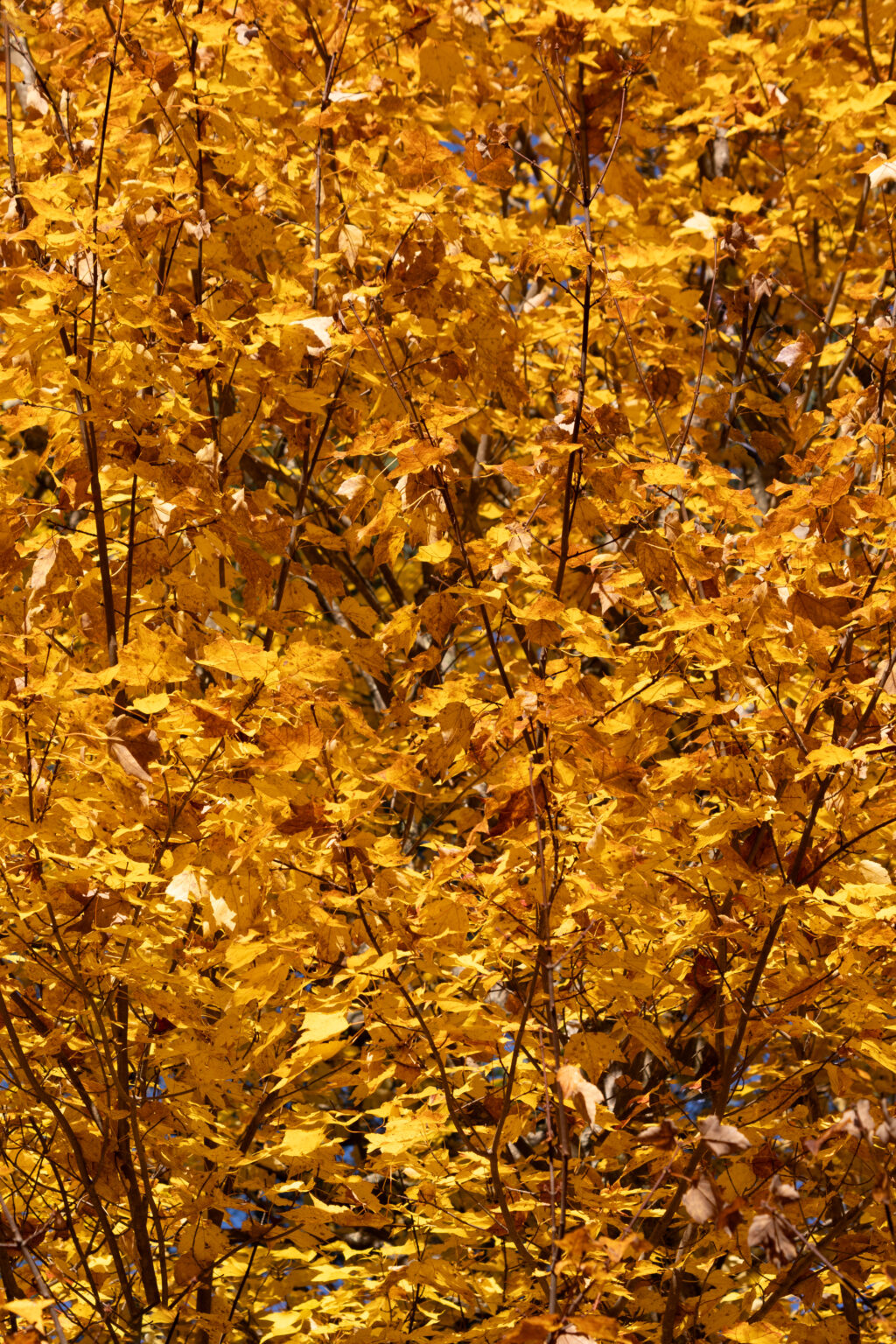 Yellow Autumn Maple Tree