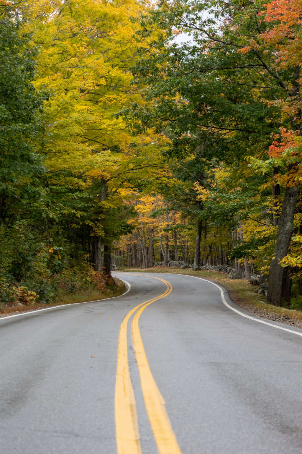 Fall Foliage Road