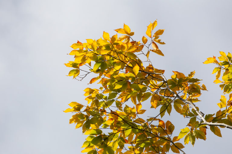 Golden Branch Against Grey Sky