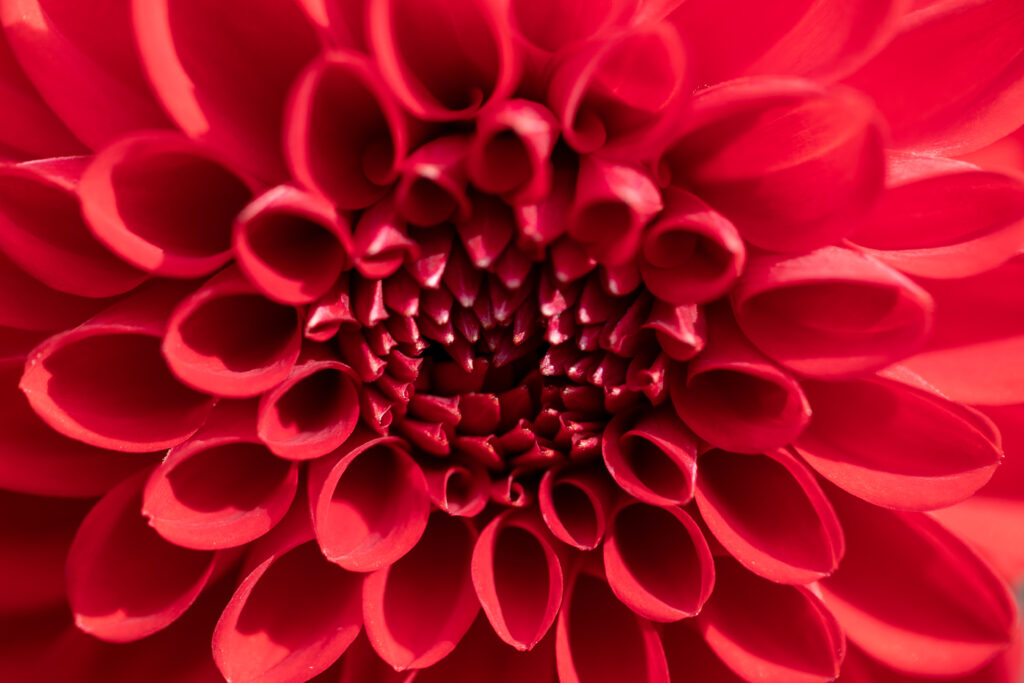 Red Flower Pattern