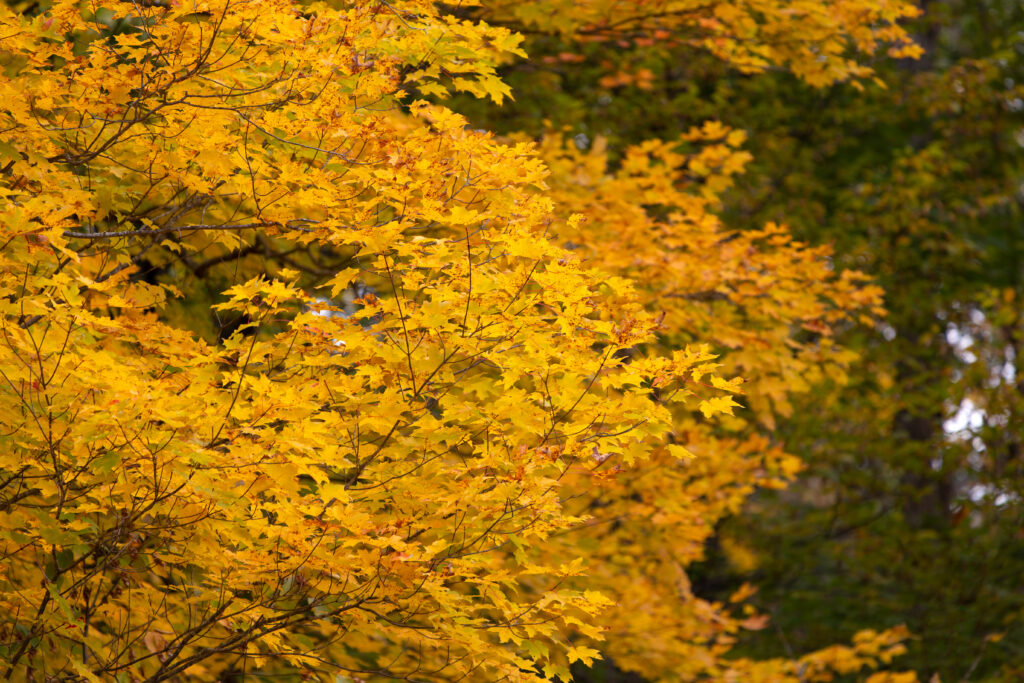 Maple Tree Foliage