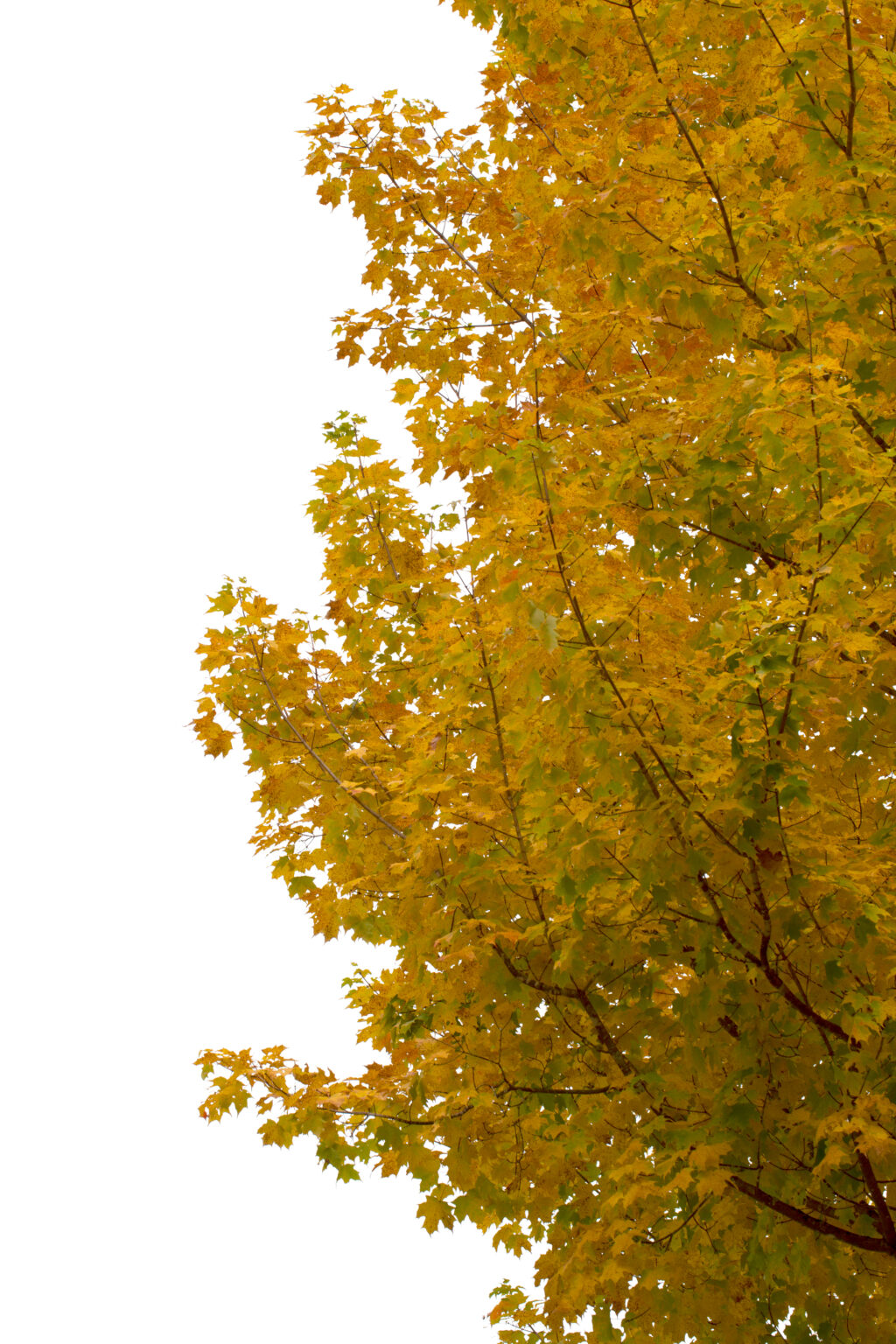 Isolated Maple Tree Foliage