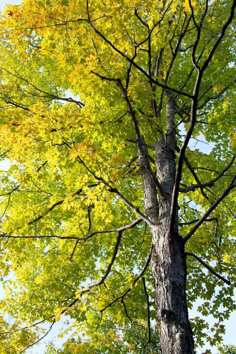 Green to Yellow Foliage Tree