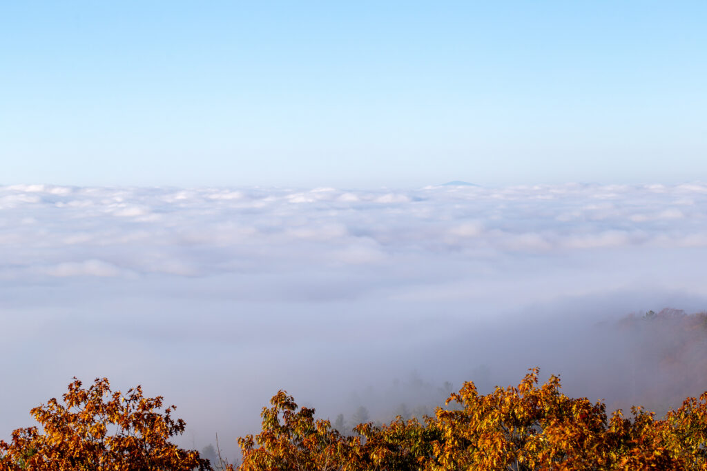 Low Clouds Below Trees