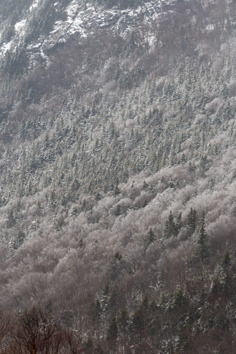 Winter Forest Snowfall