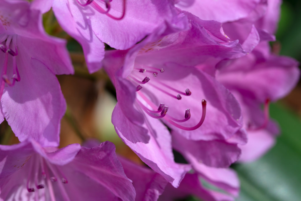 Purple Azaleas