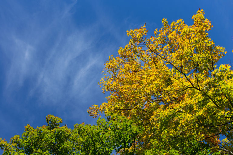 Turning Tree Under Blue Sky