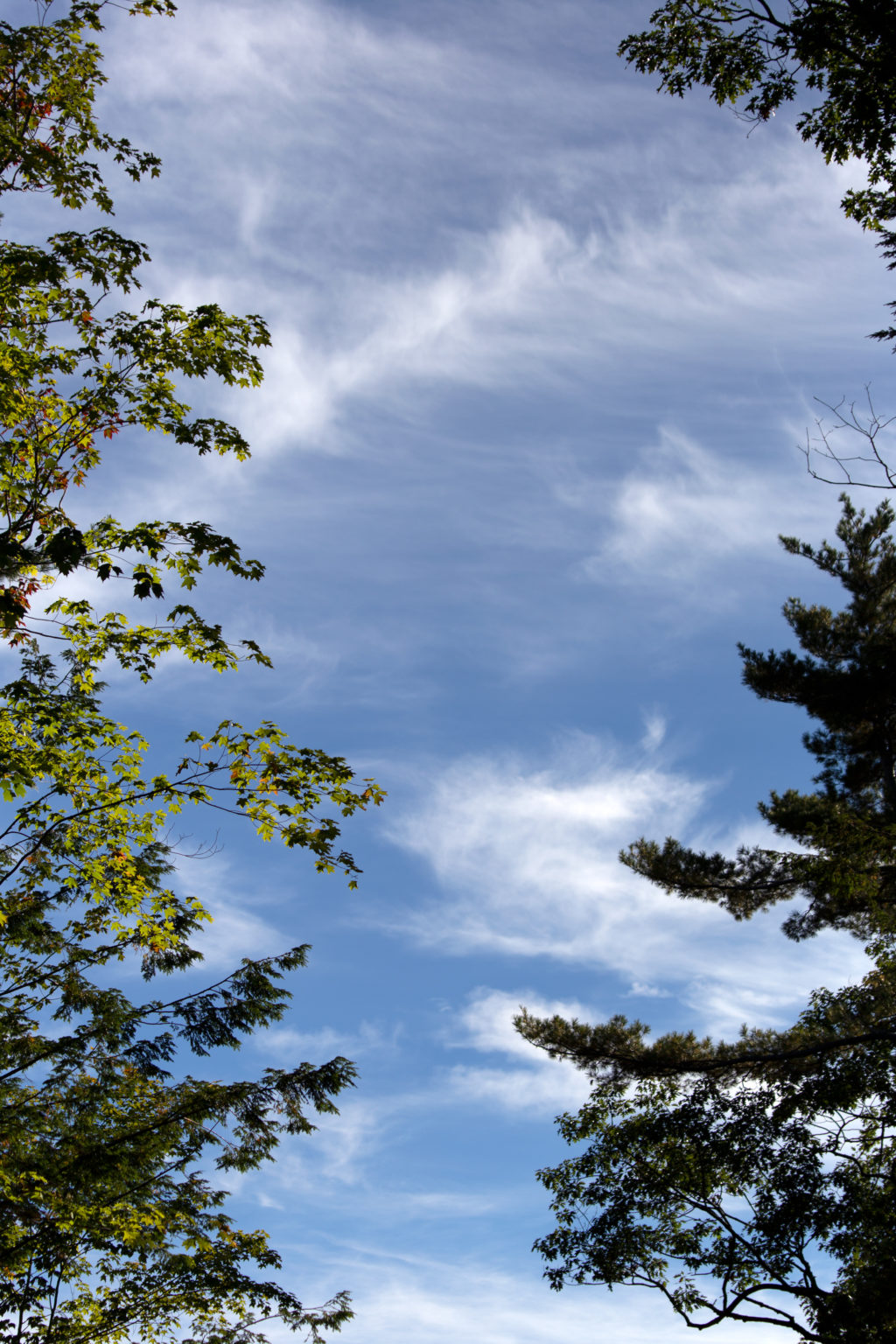 Wispy Sky Past the Branches