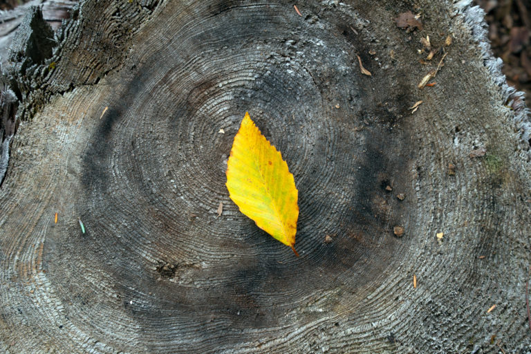 Golden Beech Leaf on Old Tree Stump