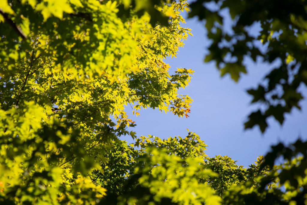 A View Through the Tree