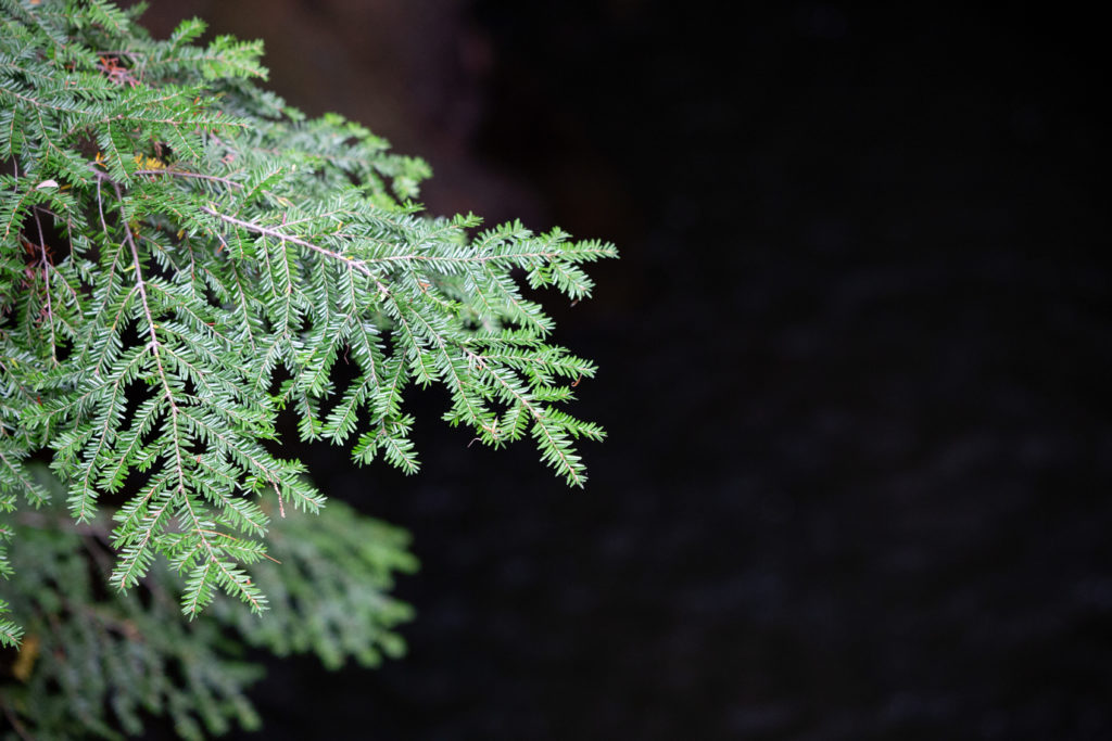 Hemlock Branch at Night