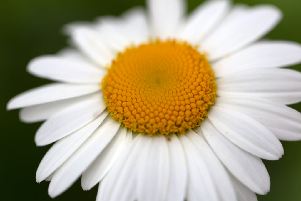 Daisy Macro