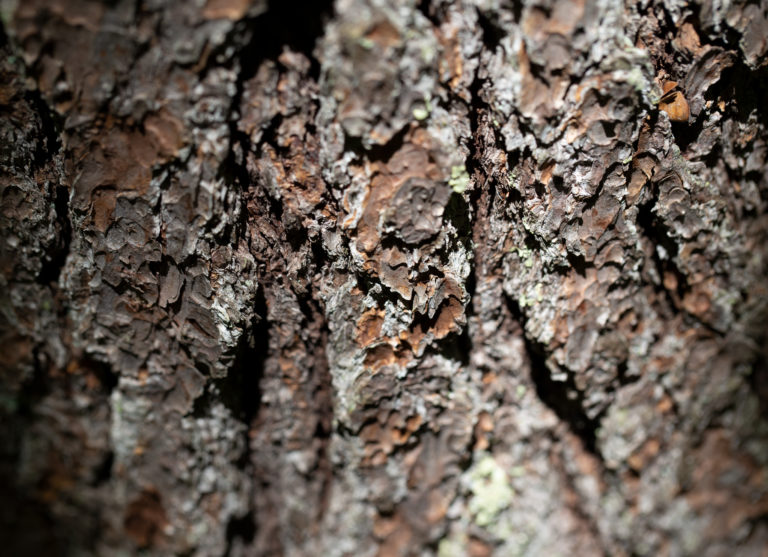 Pine Bark Texture