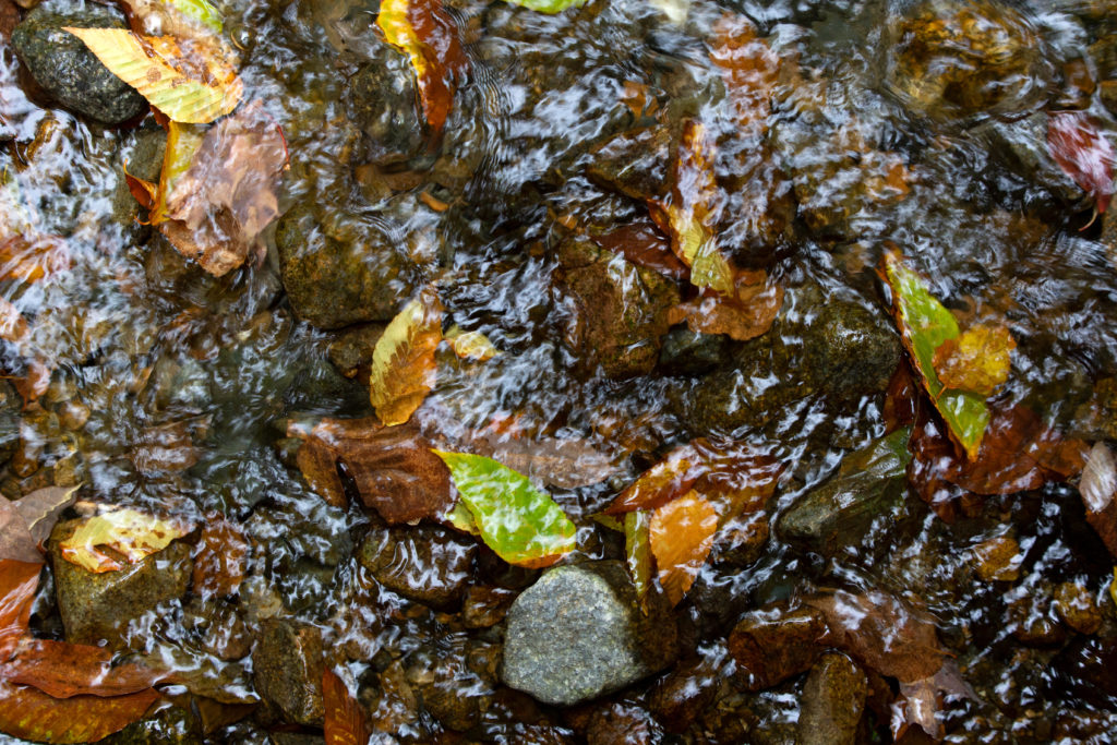 Leaves in a Stream