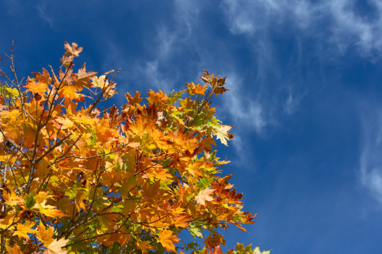 Turning Leaves Against Bright Sky