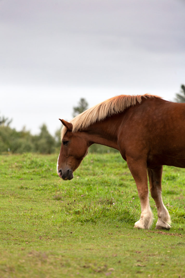 Large, Majestic Horse