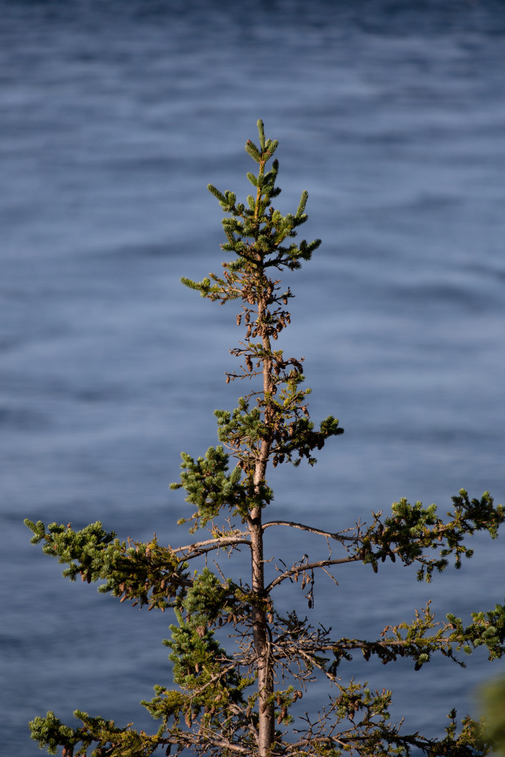 Scraggly Pine