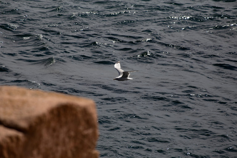 Seagull Flying