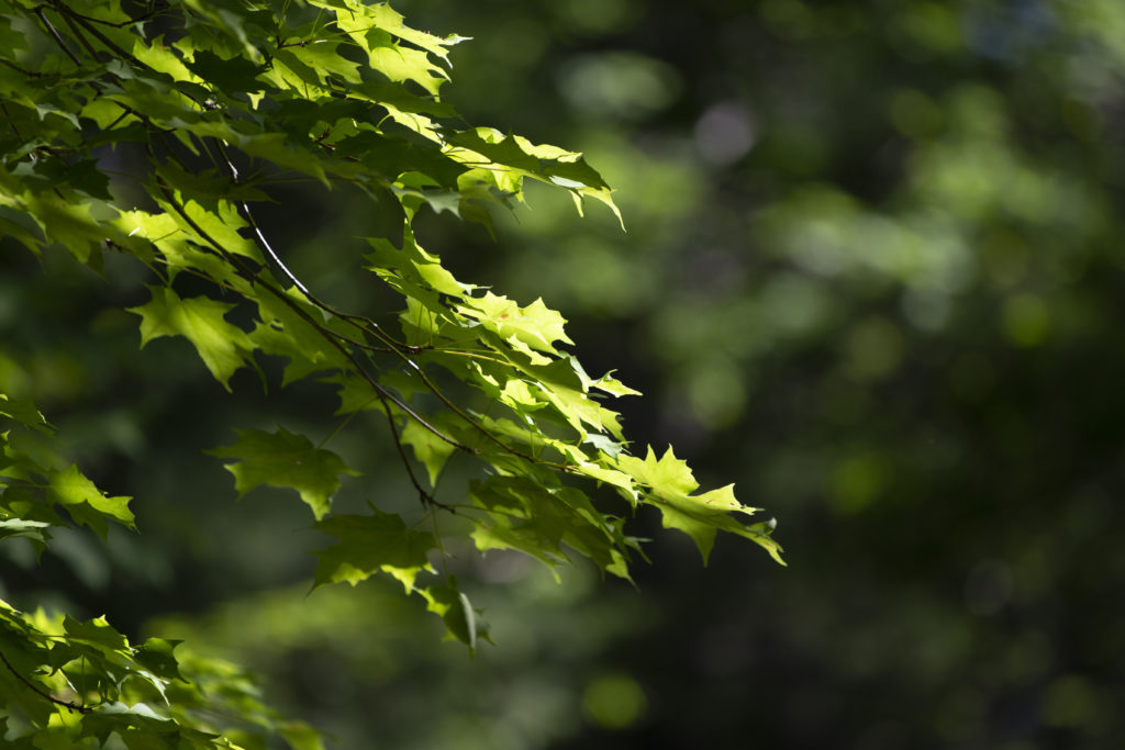 Sunlight on Tree Leaves