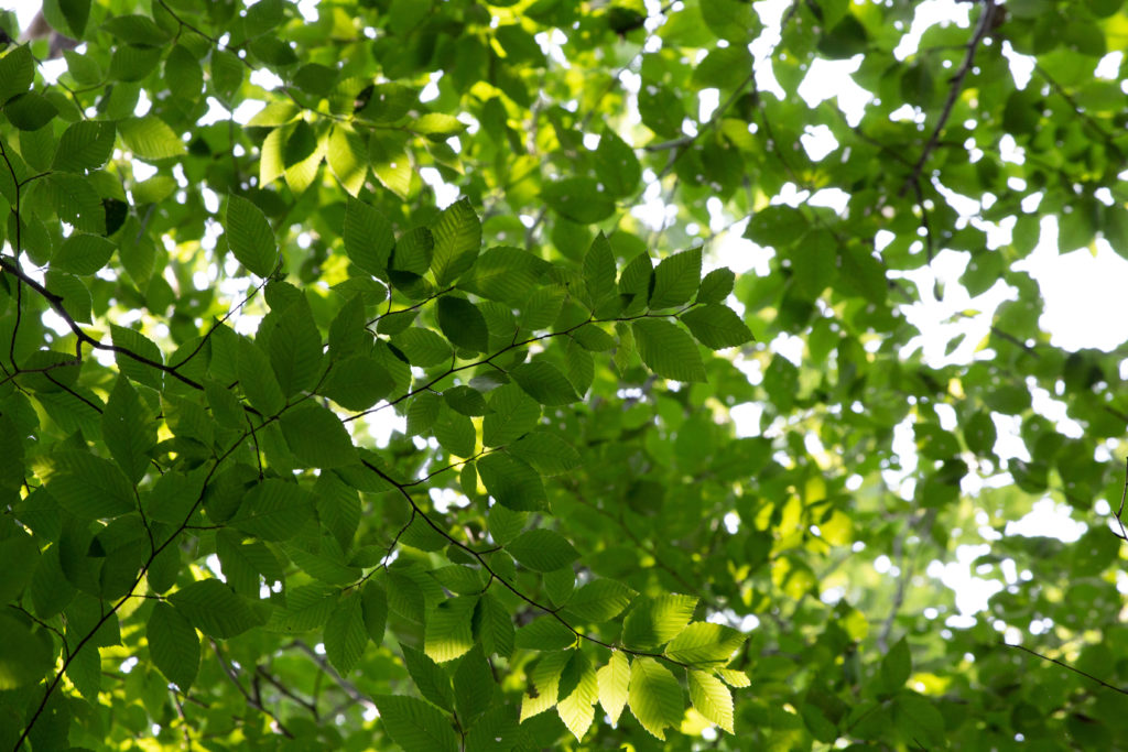 Summer Forest View