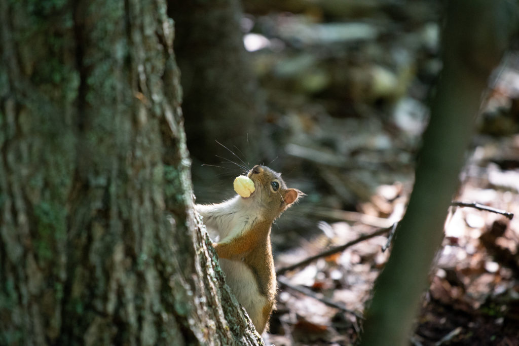 Red Squirrel with Acorn Meat