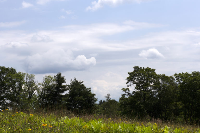 Edge of Field in Summer