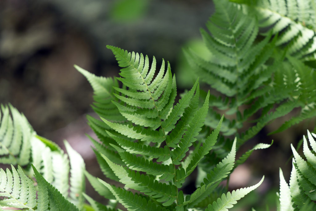 Small Green Ferns