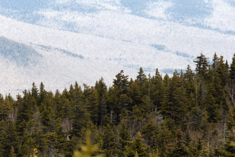 Clouds Over Pine Forest