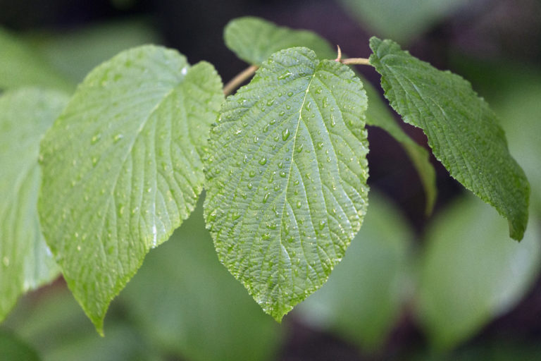 Evidence of Summer Rain