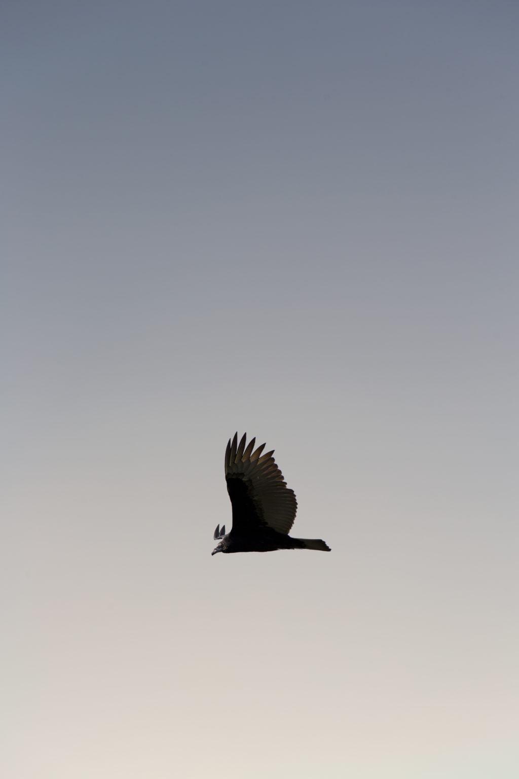 Flying Bird Silhouette