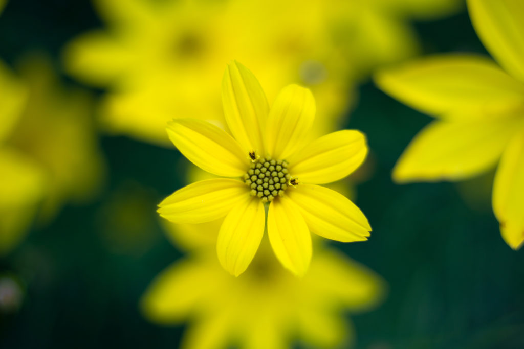 Tickseed Flowers