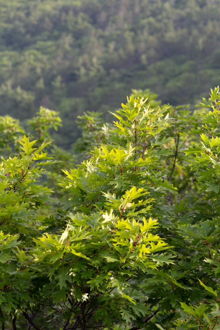 Summer Oaks