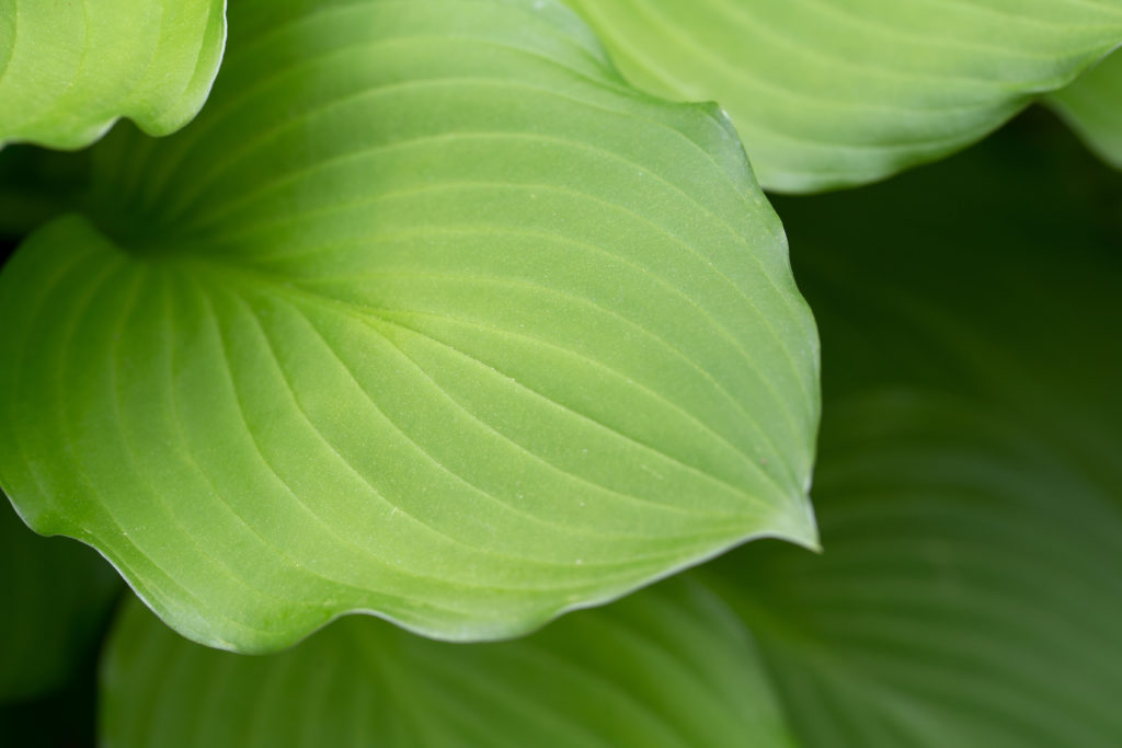 Hosta Leaves