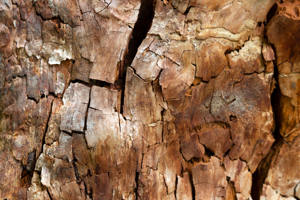 Cracked Wood Texture