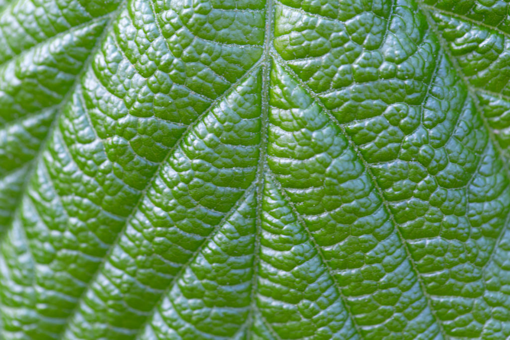 Green Leaf Texture