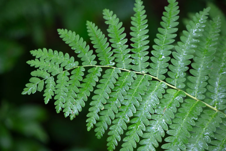 Fern Frond