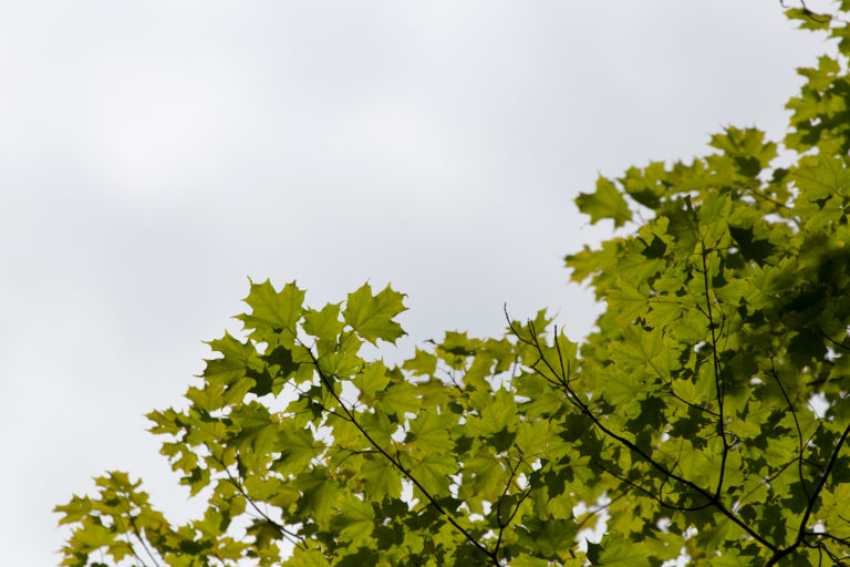 Cool Summer Treetop