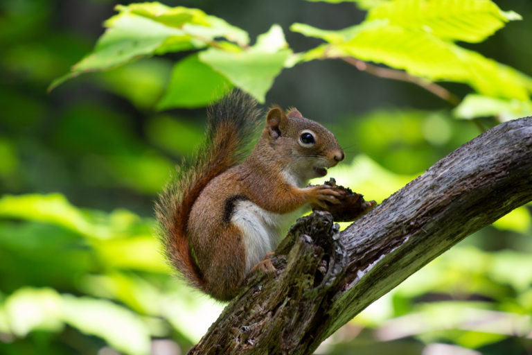 Red Squirrel Eating