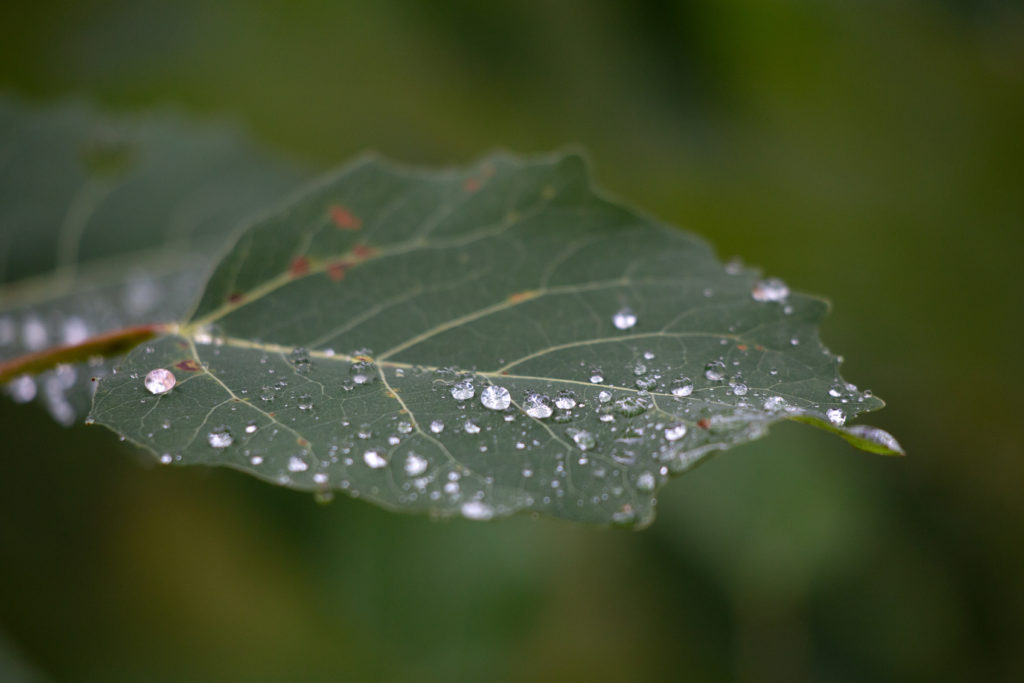 Macro Raindrops