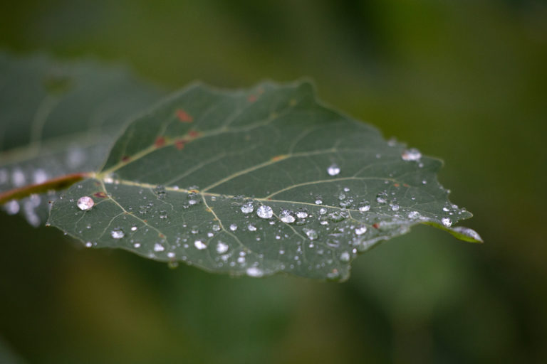 Macro Raindrops