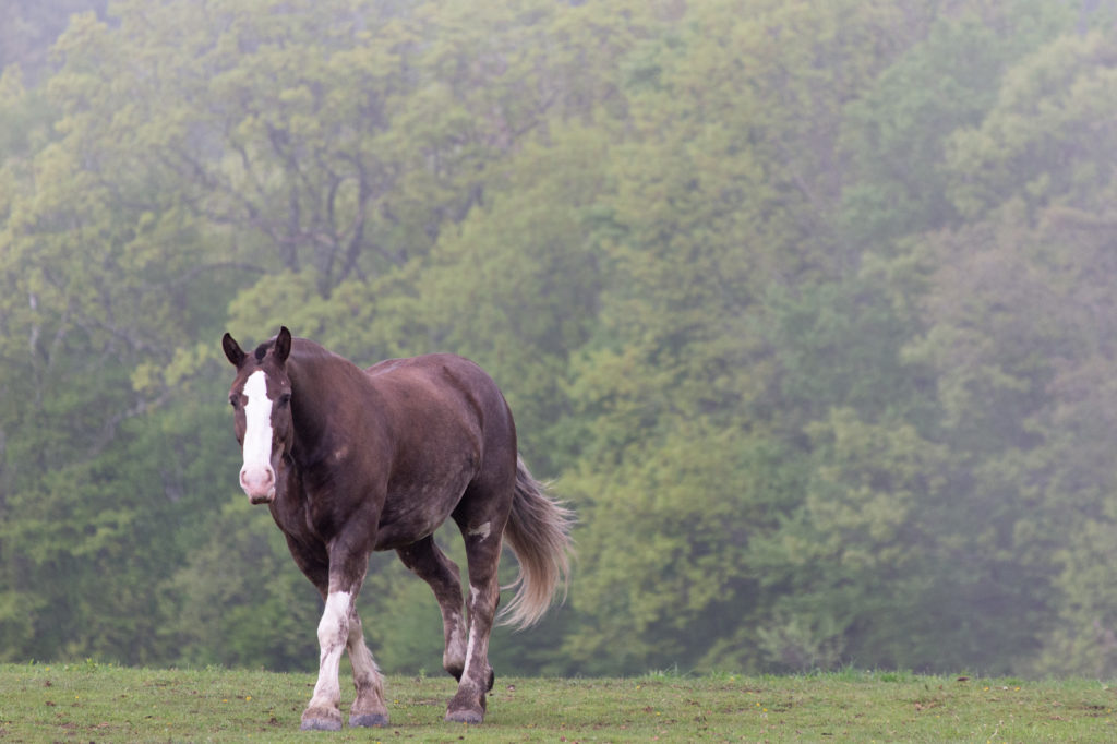 Horse in Pasture