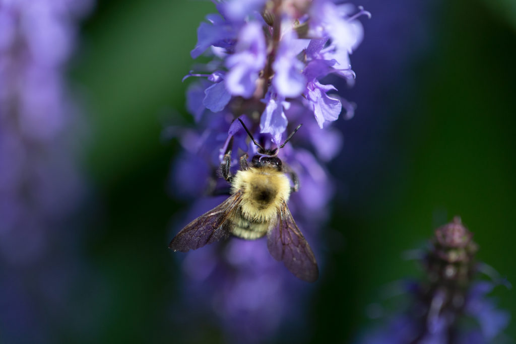 Bumblebee on Meadow Sage