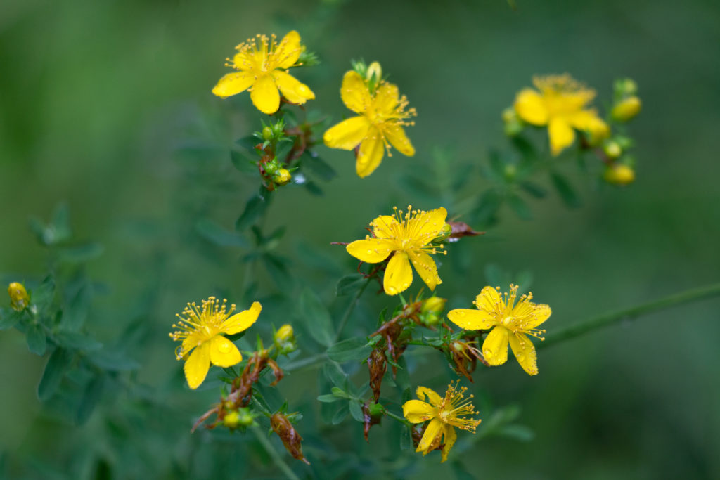 Yellow Wildflowers