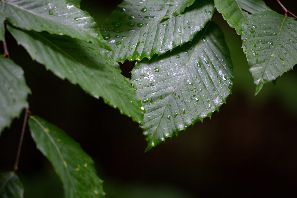 Dark Green Leaves Against Black Background