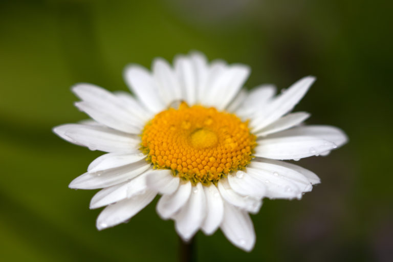 Single Daisy with Raindrops