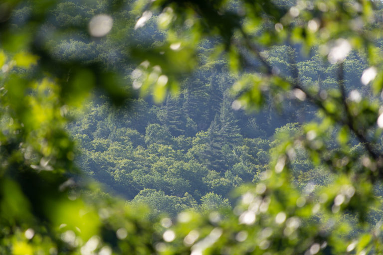 Seeing the Forest Through the Trees